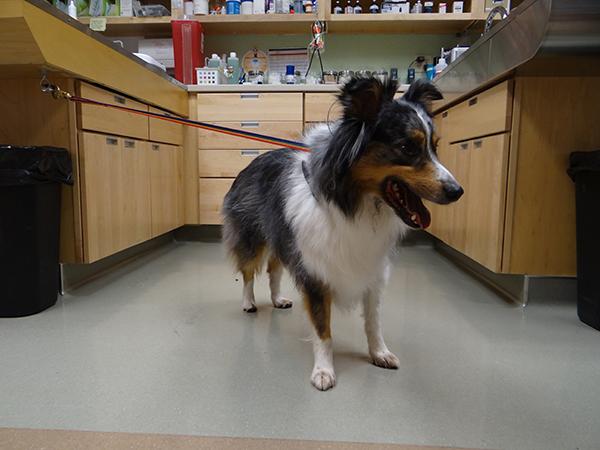 Mocha, a miniature Australian shepherd, was brought into the clinic for chocolate toxicity ingestion. After treatment, she rests between the examination tables, waiting to be cleared for release.