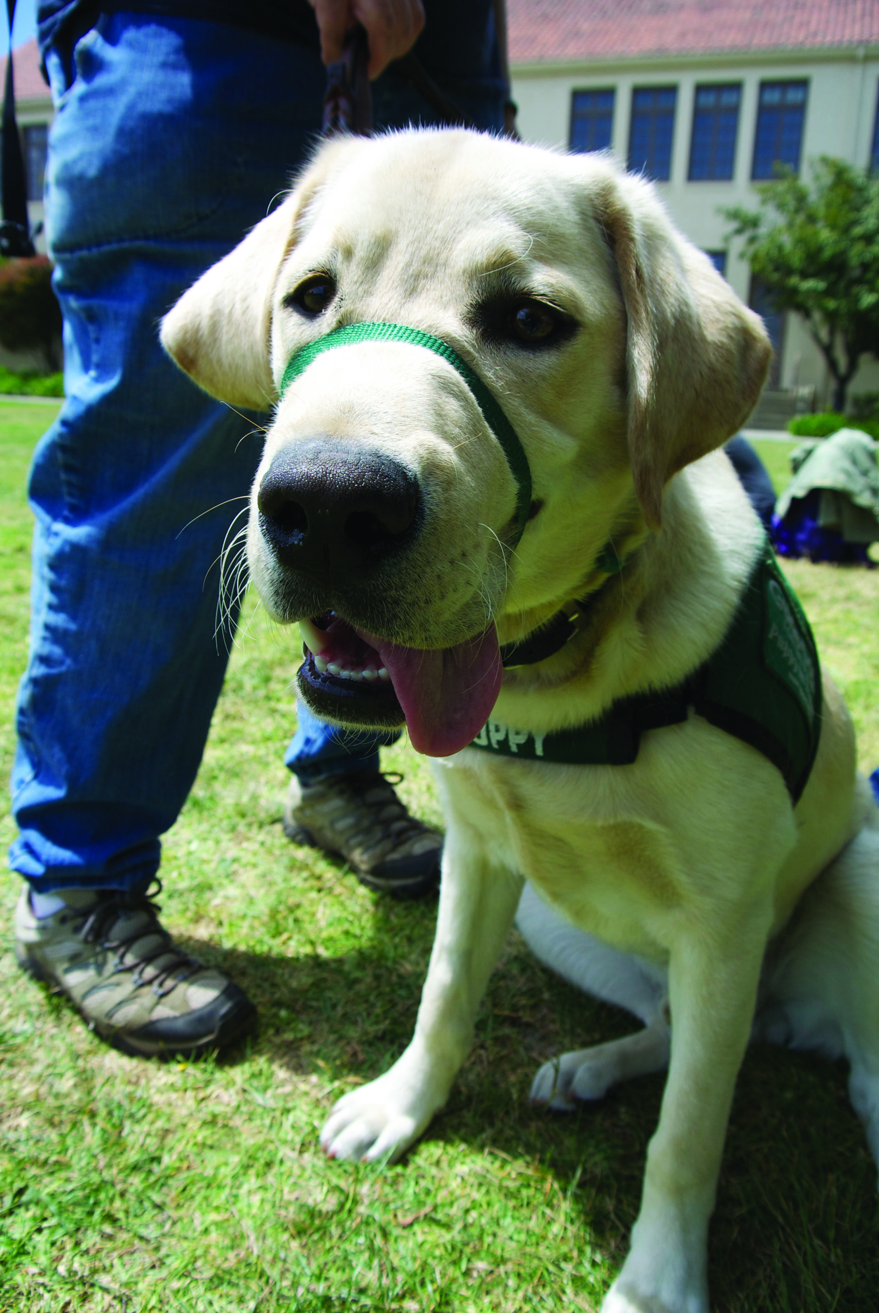Thane, a guide-dog-in-training visiting Paly. 