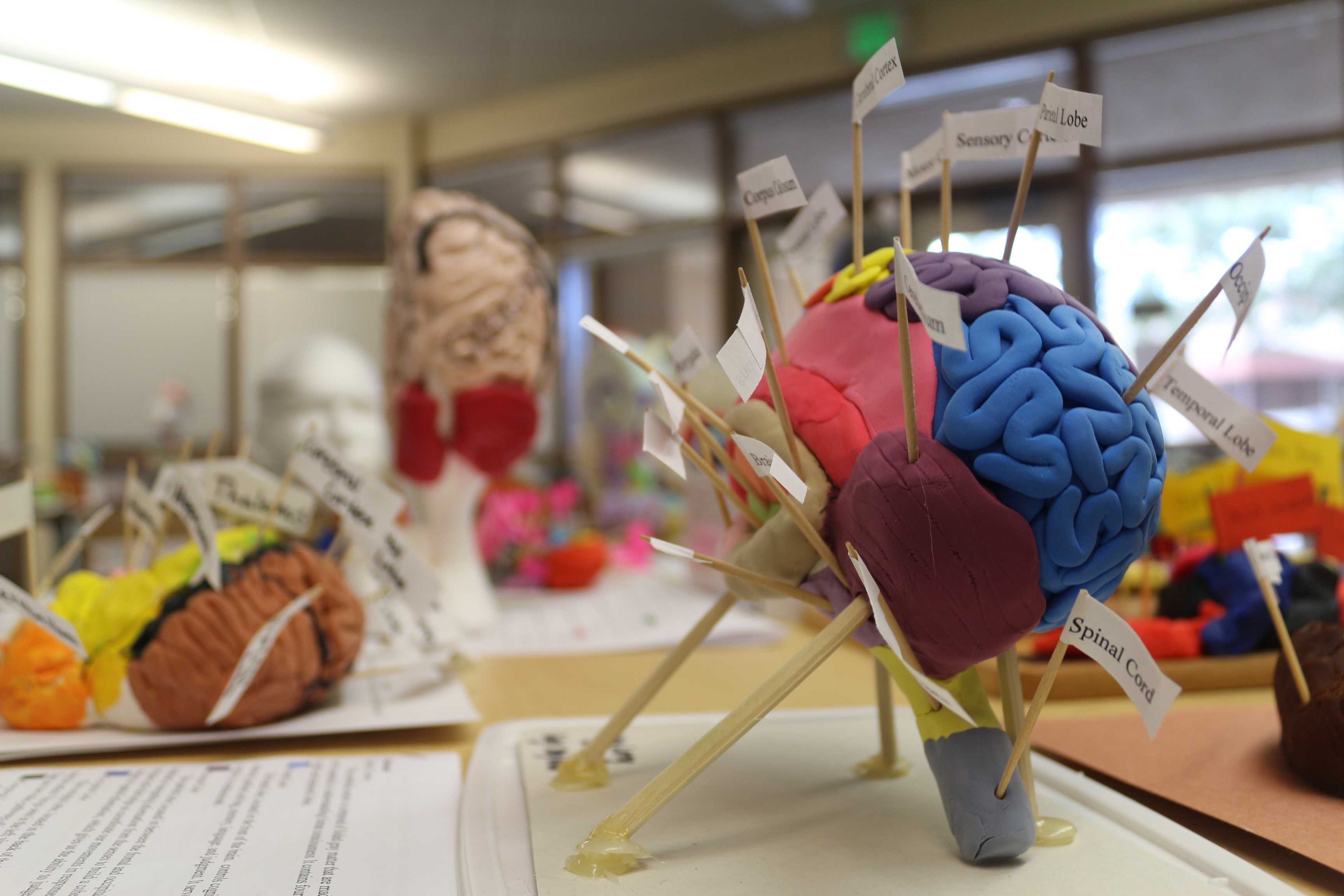 Advanced Placement Psychology students made models to study learn about the brain. In the Advanced Authentic Research program, students will be able to perform research in fields such as neuroscience. Photo by Josh Code. 
