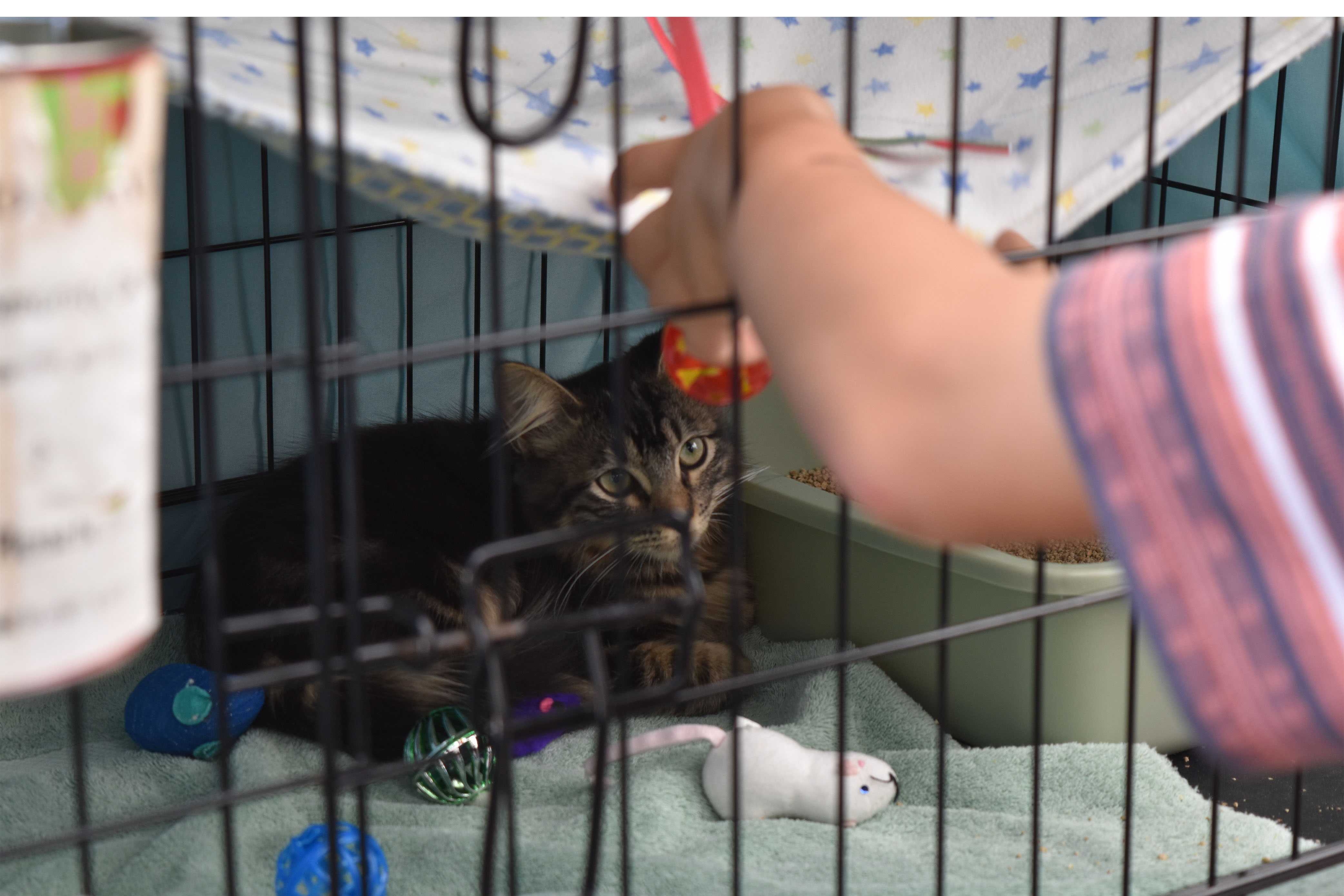 The Time is Meow: Bay Area Organization Helps Feral Cats Find Homes