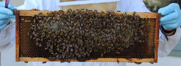 Simply Un-BEE-lievable: Alex Evans, Student Beekeeper