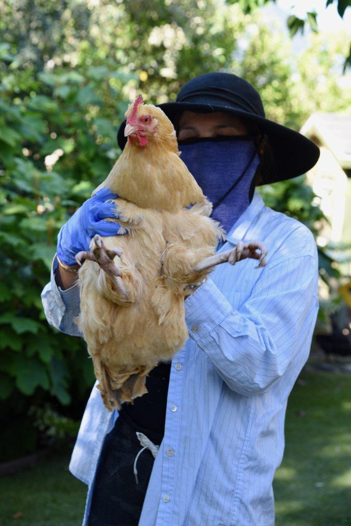 HEN OUT OF THE PEN — Junior Nicholas Shinghal’s mom Jennnifer Chan holds a chicken in their backyard. “Tending to various animals here, like the chickens and bees, has taught us how to manage them, so it’s certainly made creating the farm a lot easier,” Shinghal said. 