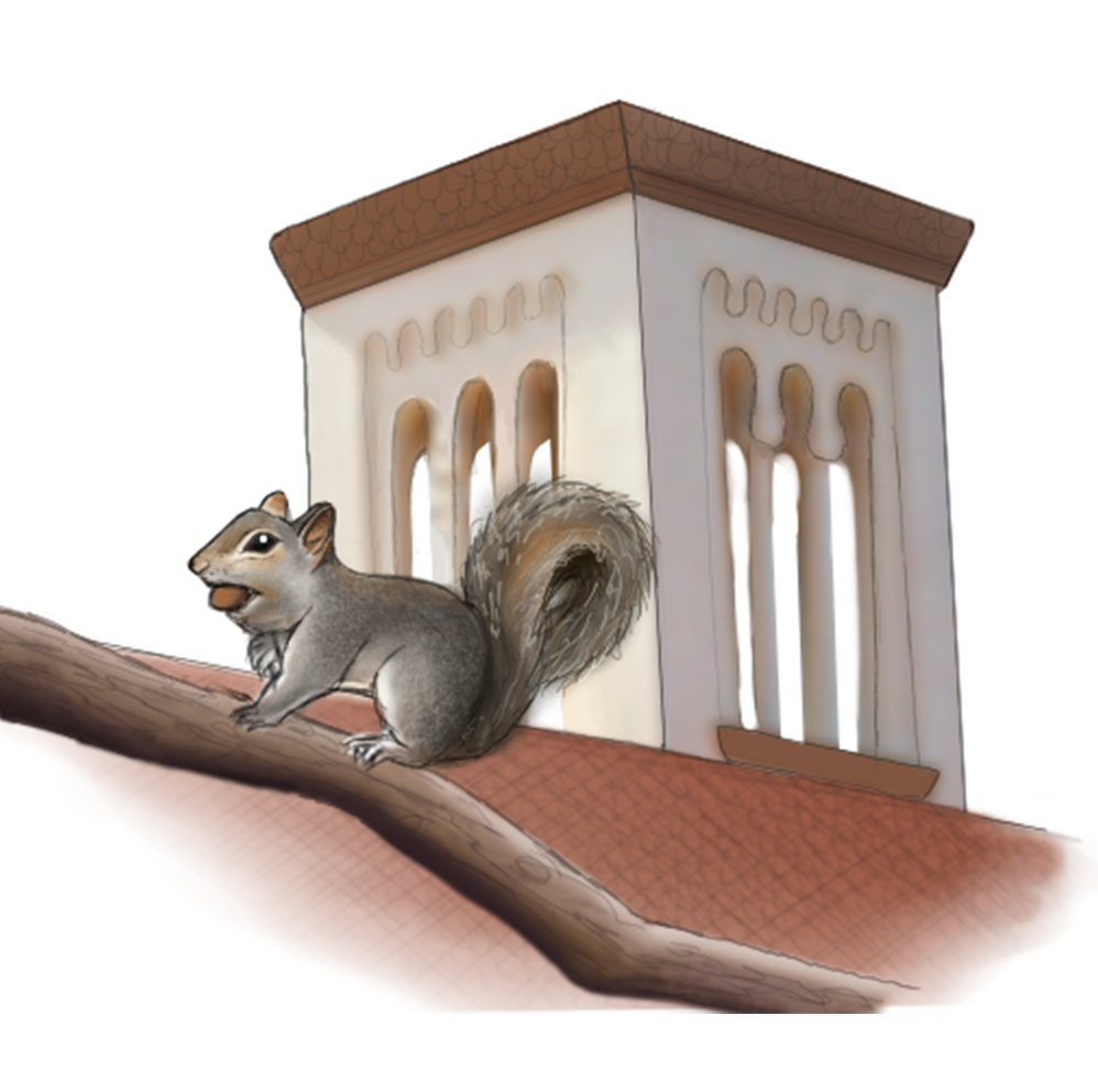 Opinion: The secret lives of squirrels: Observations of my favorite campus critters