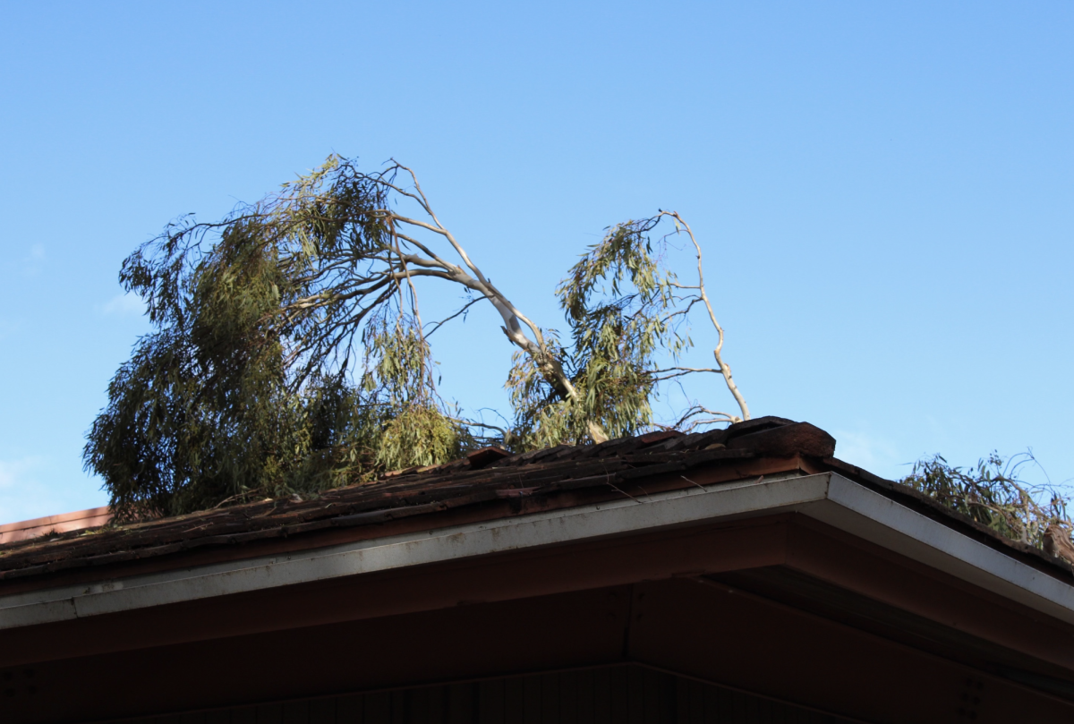 A+large+tree+branch+fell+on+top+of+the+English+building+at+Palo+Alto+High+School+after+storms+swept+through+Palo+Alto+and+the+Bay+Area+earlier+this+month.+This+however%2C+has+not+been+an+uncommon+event+recently.+Paly+sophomore+Satoshi+Isayama+noted+some+of+the+precautions+he+saw+people+taking.+%E2%80%9CSome+of+my+neighbors+even+cut+smaller+branches+off+to+prevent+further+%5Bstorm%5D+damage%2C%E2%80%9D+Isayama+said.+