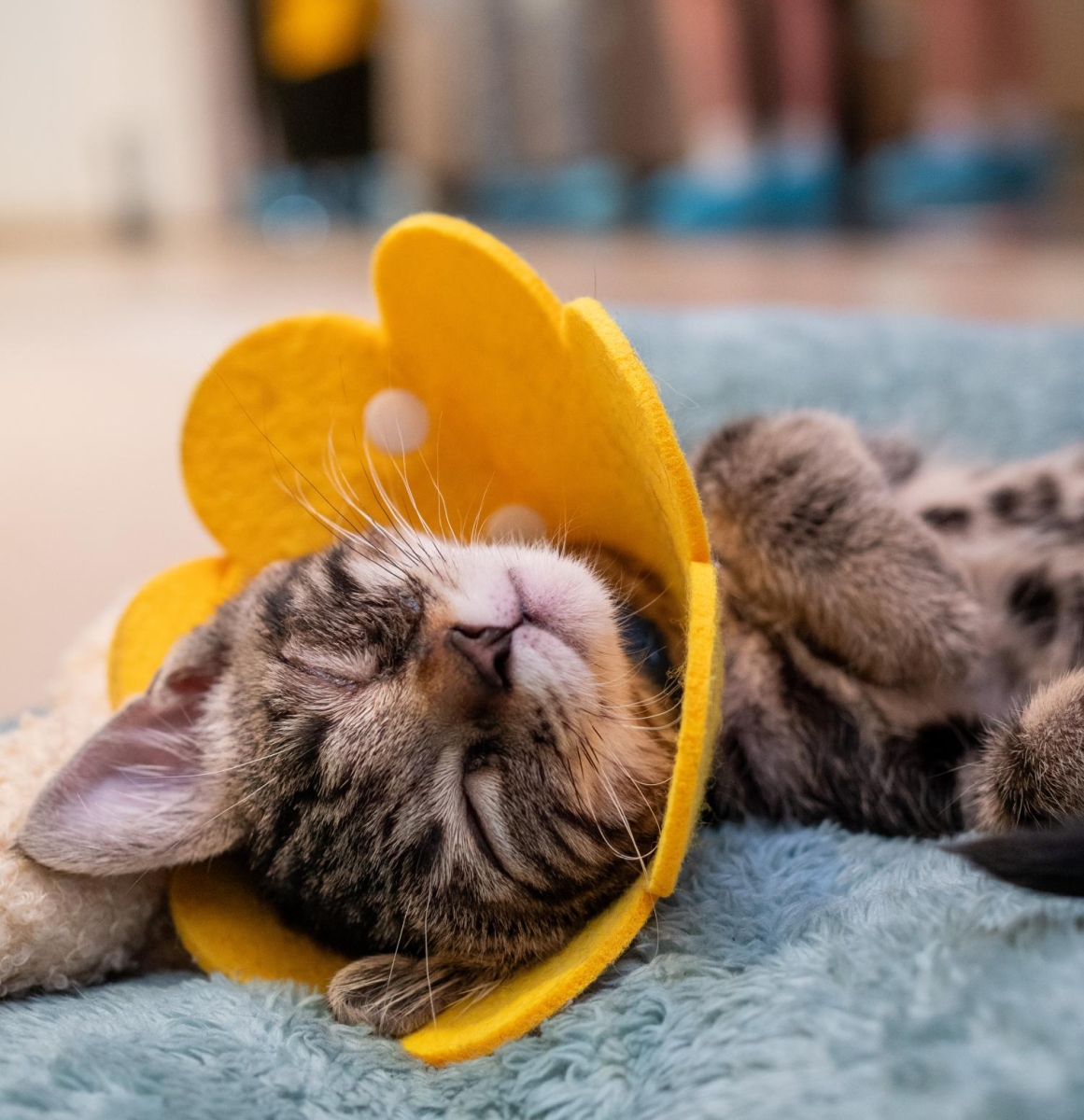 NAP TIME — A kitten sleeps in its fuzzy bed. “We’ve had a couple of cats there [Eastridge and San Jose locations] that have struggled to get comfortable on the floor,” Romero said.

