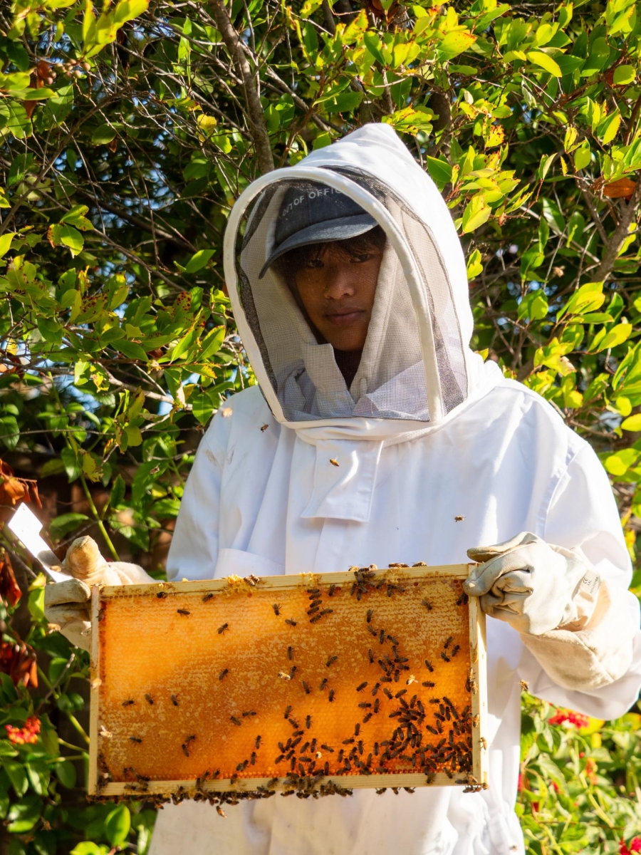 HONEY HEXAGONS - Justin Lee stands next to his bee hive, holding up a sheet of honey, surrounded by bees. “You have two bigger boxes, and that’s
where the queen lays all the eggs. That’s where the bees kind of have their larvae, and like new bees will be formed.” 